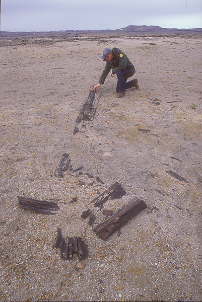 fossil forest