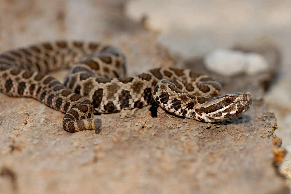 A juvenile Western Massasauga rattlesnake from Northern Missouri.