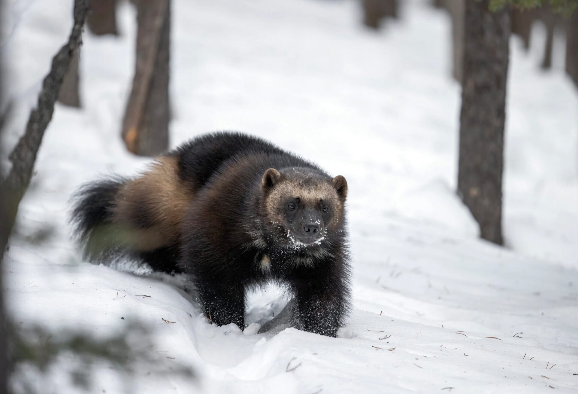Photograph of a wolverine taken after decades of waiting by John Marriott