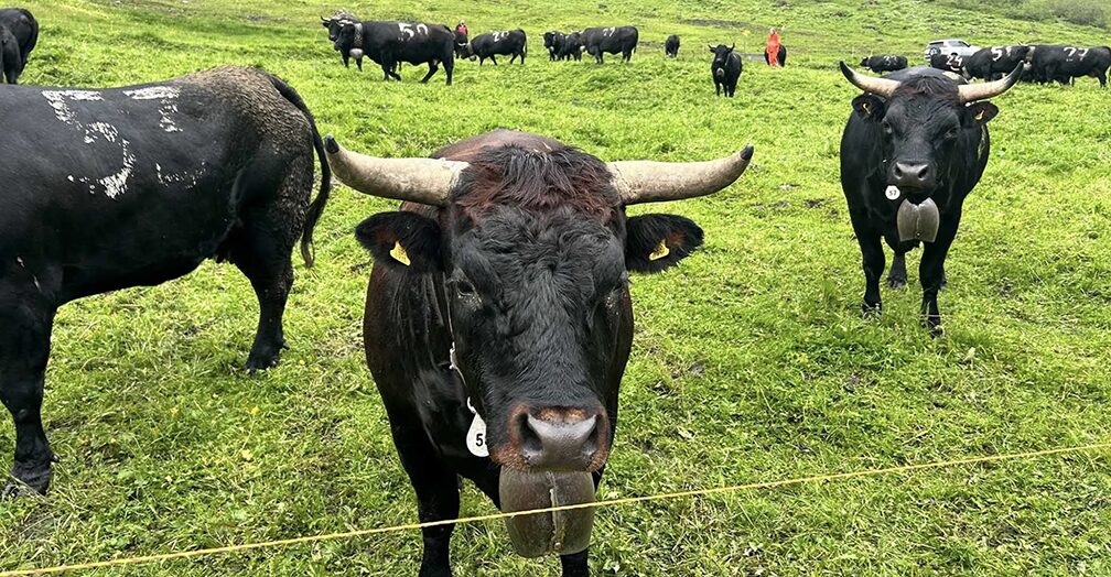 European cows