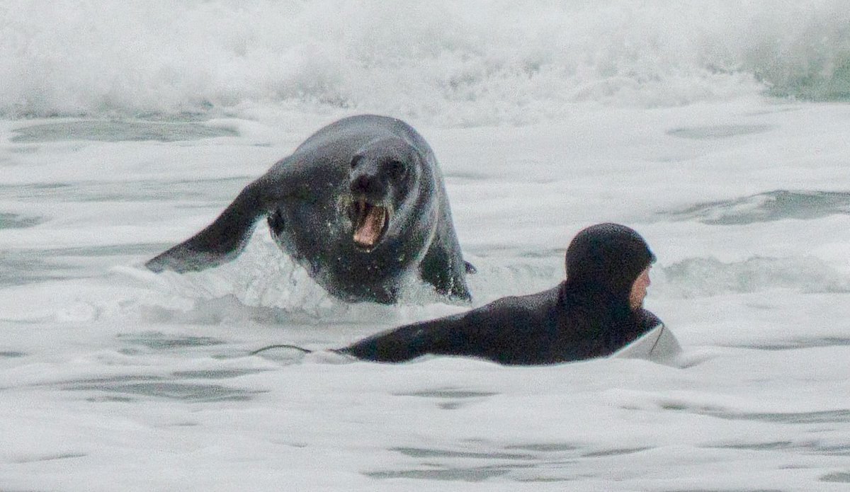 aggressive sea lion chasing surfer