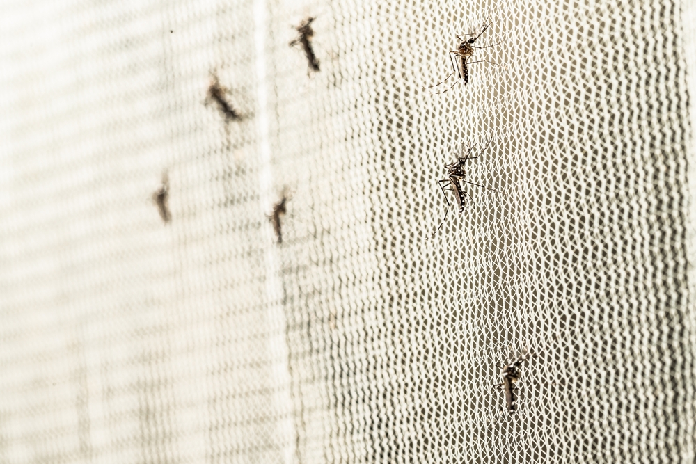 Mosquitoes on a net.