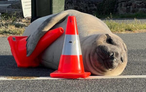 elephant seal lying among traffic cones