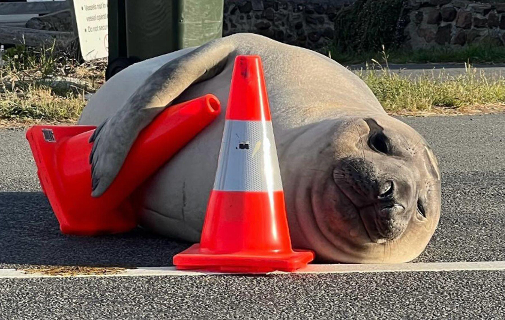 elephant seal lying among traffic cones