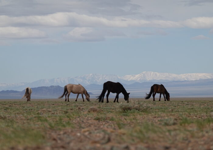 Wild horses in front of a backdrop of distant mountains in Mongolia