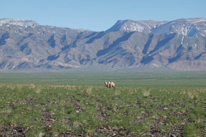 A lone camel set against a backdrop of mountains in Mongolia