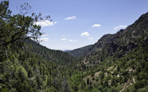 forest