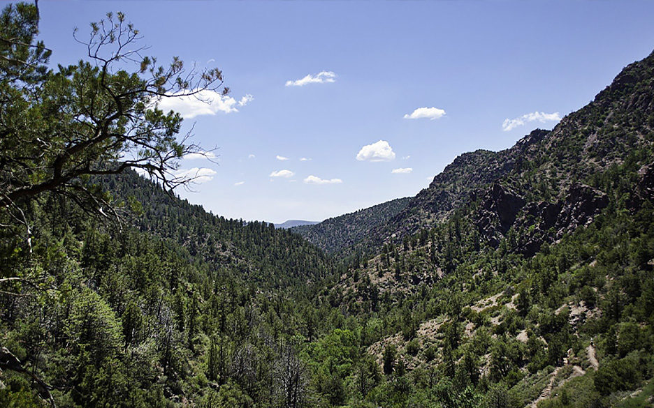 forest