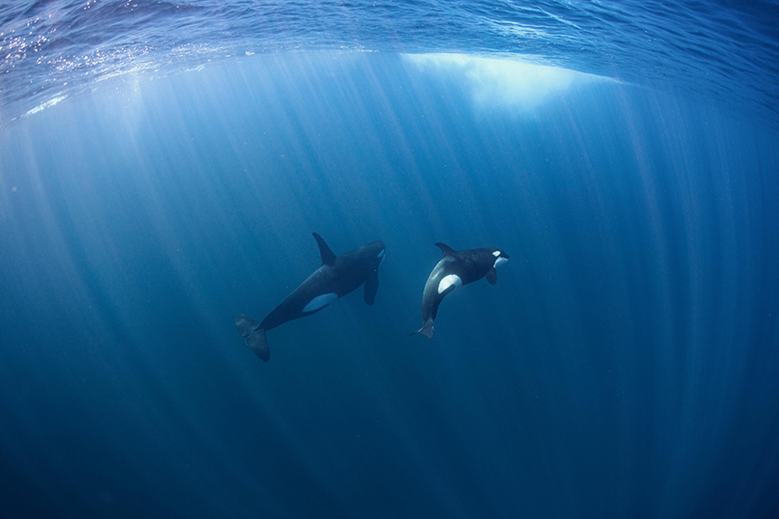 two orcas underwater
