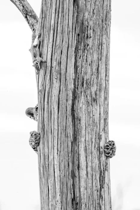 A leopard climbing a tree, after a squirrel