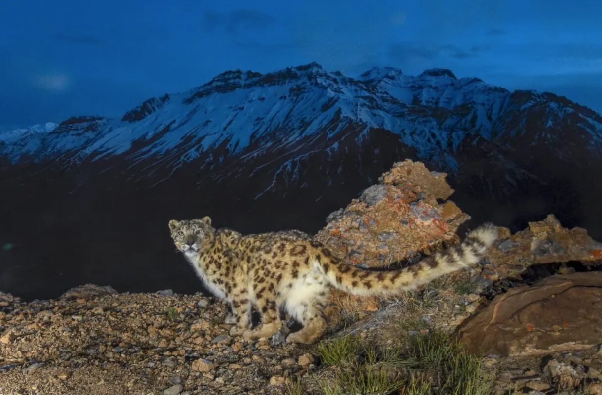 A young snow leopard looks into the camera in the Lingti Valley. Photo: Prasenjeet Yadav