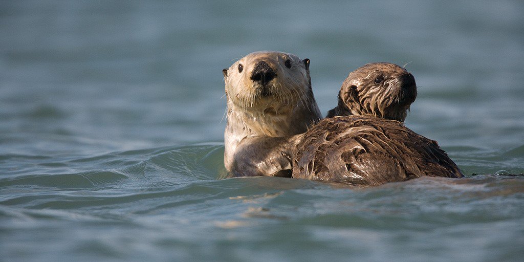 Sea otters swimming