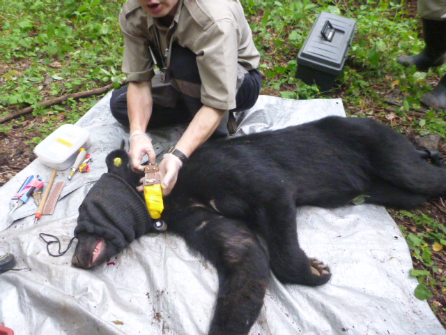 Collaring a sedated black bear. 