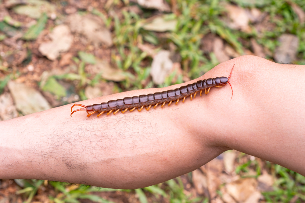 A giant centipede on someone's leg